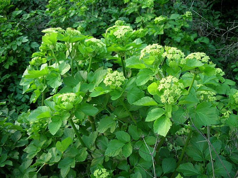 Smyrnium olusatrum / Corinoli comune, Macerone